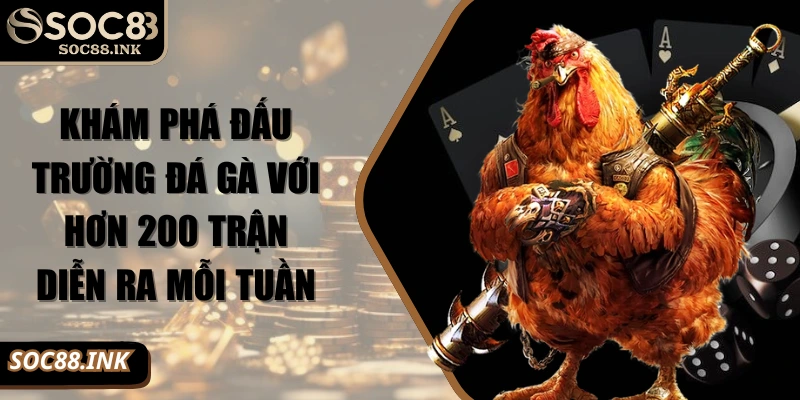 Khám phá đấu trường đá gà với hơn 200 trận diễn ra mỗi tuần